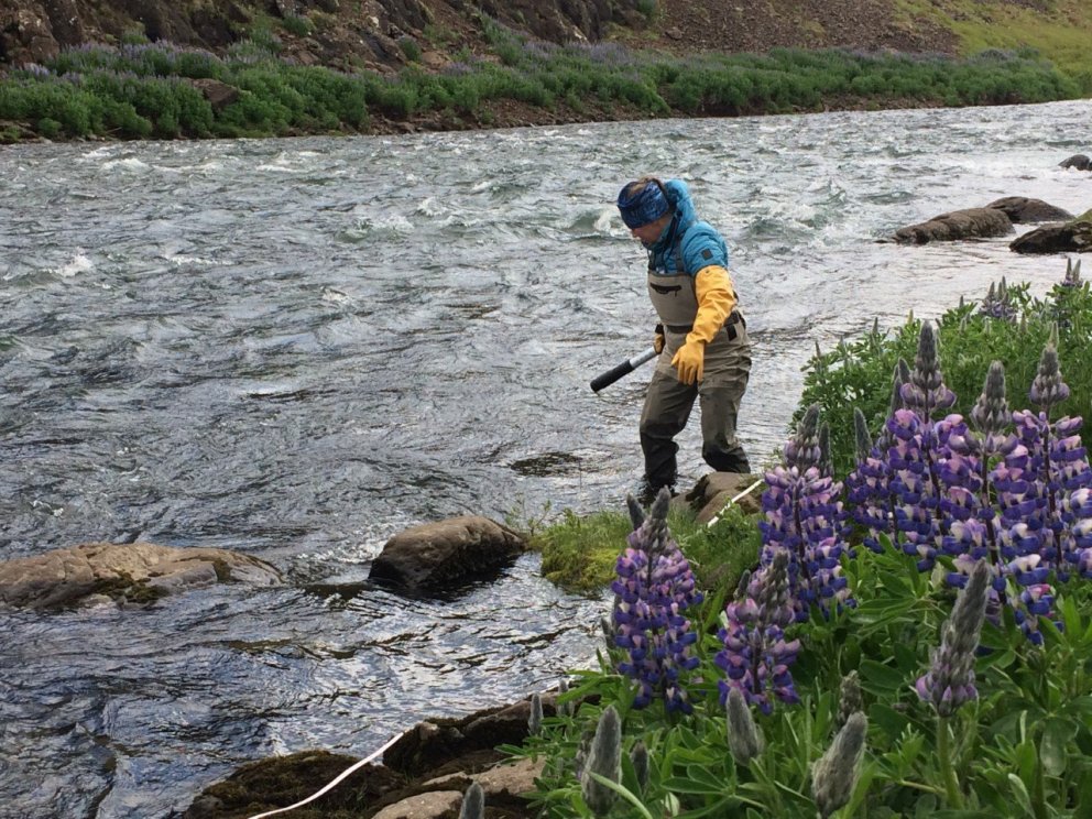 Ragnhildur Þ. Magnúsdóttir, líffræðingur við störf í Norðurá. Ljósm. Eydís S. Eiríksdóttir.