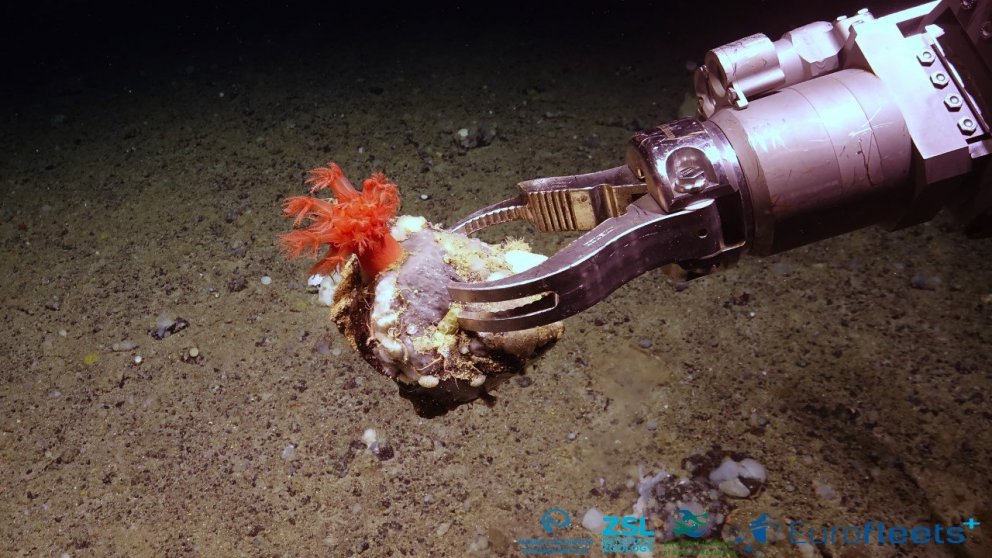 Griparmur á Ægi 6000 með “sveppakóral” (Anthomastinae)