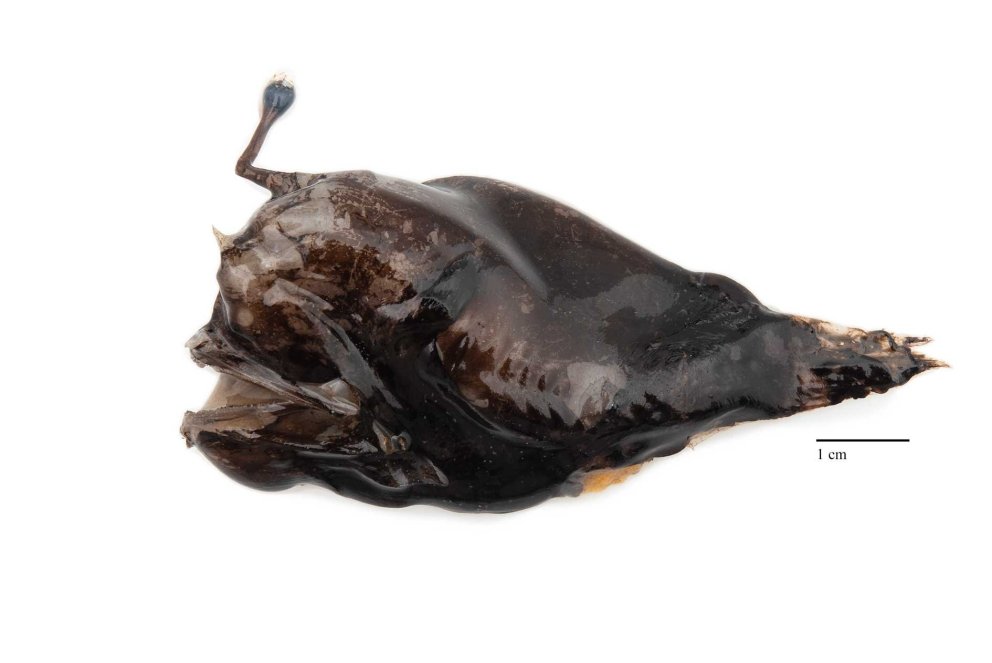 Þverhyrna (Lophodolos acanthognadus). Mynd: Svanhildur Egilsdóttir.