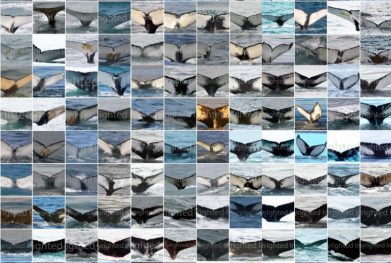 The MFRI Humpback whale ISMN Catalog online version is up to date