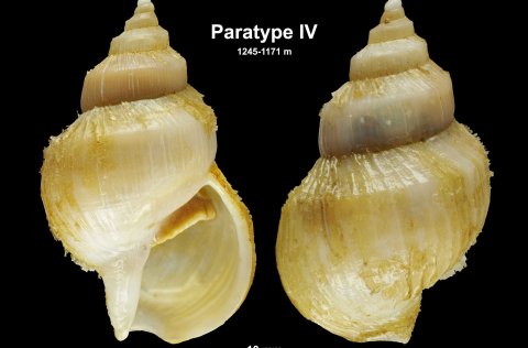 Nýi kuðungurinn; Buccinum palssoni Fraussen, Delongueville & Scaillet, 2004