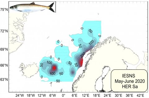 Mynd 1. Útbreiðsla og þéttleiki norsk-íslenskrar síldar í maí 2020. Leiðarlínur eru sýndar í bakgrun…