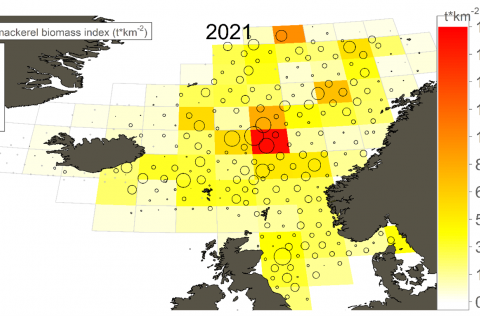 1. mynd. Vísitala um magn makríls reiknuð fyrir reiti (2 breiddargráður og 4 lengdargráður) í júní t…