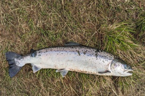 Mynd fengin af mbl.is. Í myndatexta sagði að hér sé að öllum líkindum um eldislax að ræða en þessi v…