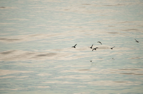 Mat á burðarþoli Stöðvarfjarðar m.t.t. sjókvíaeldis