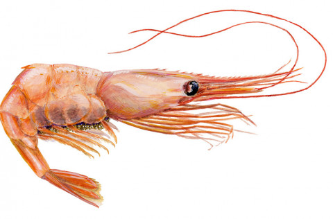 Stofnmat og ráðgjöf vegna rækju við Eldey