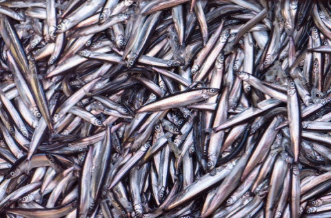 Advice released October 20, 2017