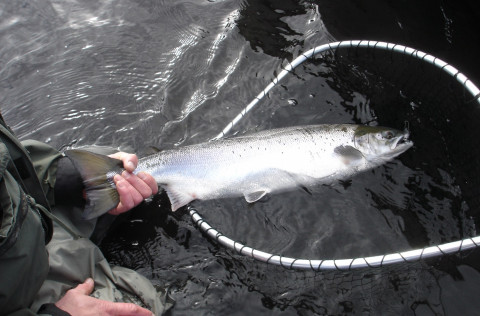 A microsatellite baseline for genetic stock identification of European Atlantic salmon