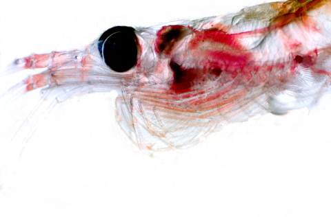 Hydrographic parameters major influence on krill