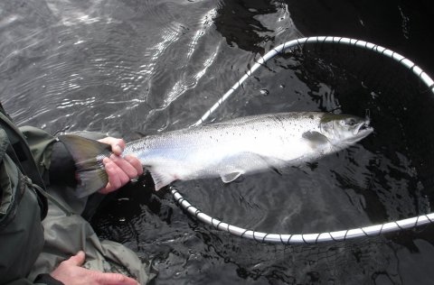 Bráðabirgðatölur fyrir stangveiði á laxi sumarið 2018
