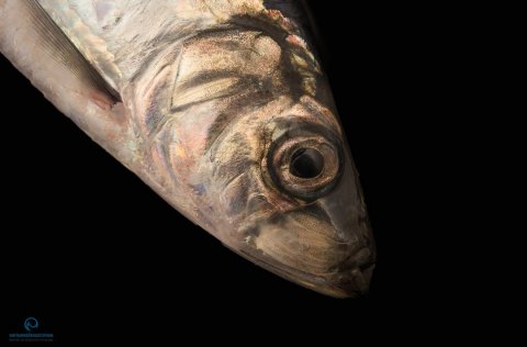 Advice released October 22, 2018