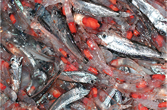 Figure illustrating the great diversity of the mesopelagic layer showing two fish species and severa…