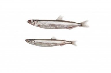 No TAC recommended for capelin during the 2019/2020 season