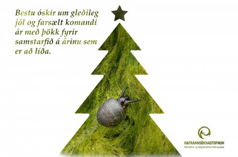 Á myndinni má sjá þangdoppu (Littorina obtusata)á brimskúf ( Acrosiphonia arcta).