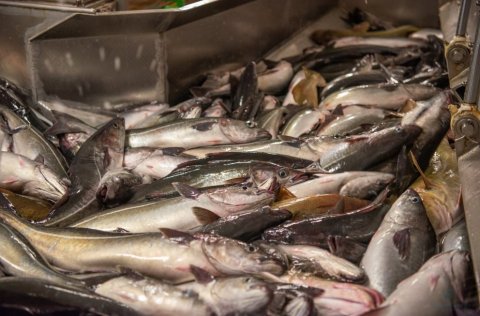 Ljósm. Svanhildur Egilsdóttir