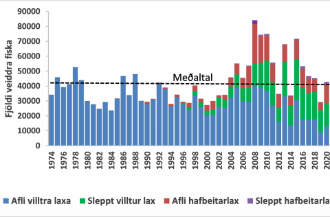 1. mynd. Stangveiði í íslenskum ám frá 1974 - 2020. Veiðinni er skipt í landaðan afla (blátt), veitt…