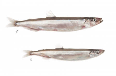 Mynd: Svanhildur Egilsdóttir