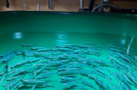 Photo: Móna Lea Óttarsdóttir