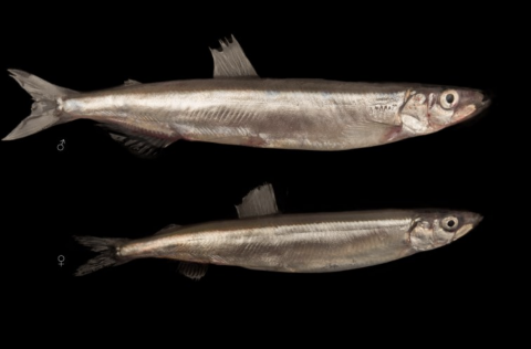 Loðna. Ljósm. Svanhildur Egilsdóttir