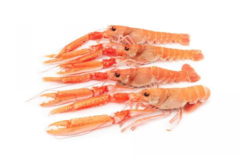 Humar. Ljósm. Svanhildur Egilsdóttir.