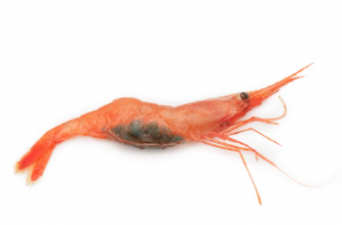 Rækja. Ljósm. Svanhildur Egilsdóttir