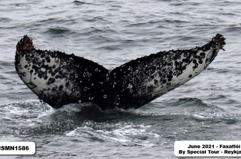 The humpback whale ISMN1586 in Faxaflói bay.