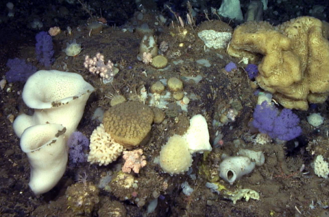 Ljósm. Hafrannsóknastofnun