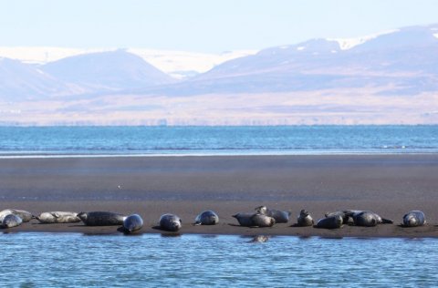 Harbour seal. Photo Sandra M. Granquist.