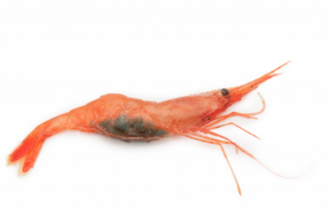 Mynd: Svanhildur Egilsdóttir.