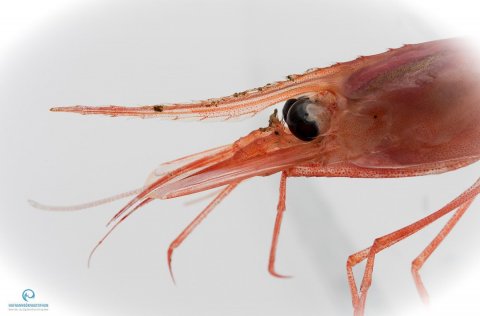 Image. Svanhildur Egilsdottir