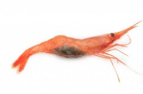 Rækja. Mynd Svanhildur Egilsdóttir.