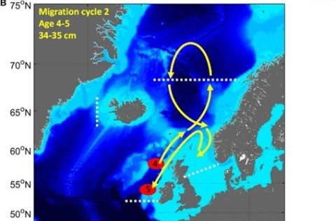 Myndræn framsetning á tilgátu um hvernig göngumynstur makríls breytist með aldri og stærð. Myndin er…