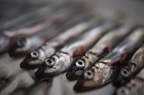 Capelin. Photo Svanhildur Egilsdóttir.