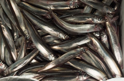 Loðna er mikilvægur hluti af fæðu þorsks, sem er einn helsti ránsfiskur landgrunnsins. 
Mynd: Svanh…