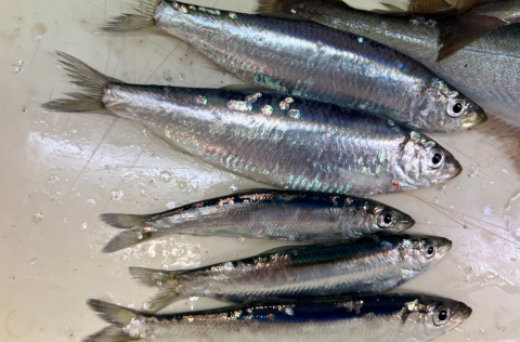Humpback in Hafnarfjordur on hunt for herring and sprat