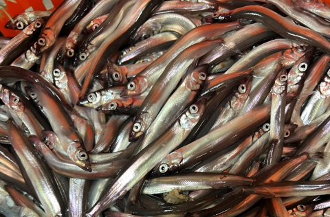 Líklegt þykir að loðnutorfur hafi fundist suðaustur af landinu í gær en ekki reyndist unnt að taka s…