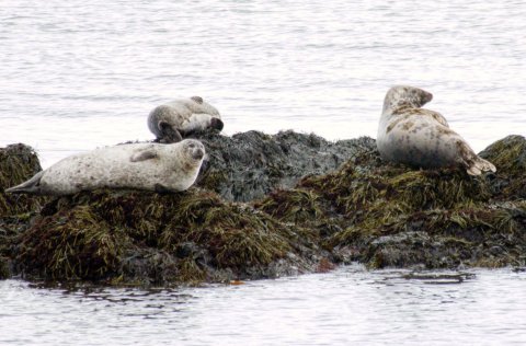 The two seals on picture to the left are harbour seals (Phoca vitulina) and the one to the rightis t…