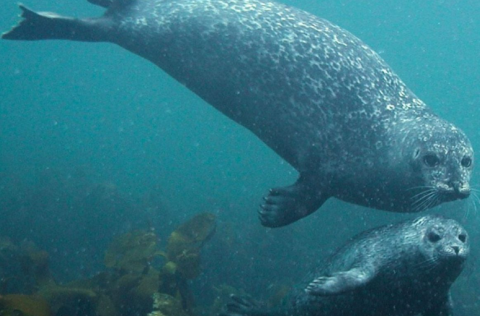 The Icelandic Seal Centre symposium in Hvammstangi 17 May