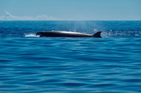 A northern bottlenose whale (Hyperoodon ampullatus). Photo from Shutterstock.