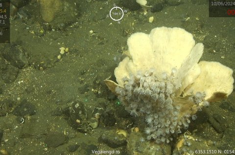 Benthic habitats on the southern and eastern Icelandic shelf maped.
