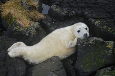Population estimate of grey seals in Iceland