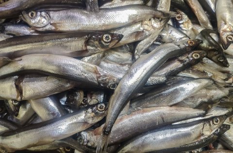 Zero catch advice for capelin remains