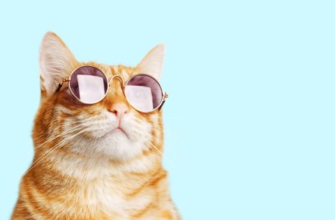 Are you an experienced software specialist?