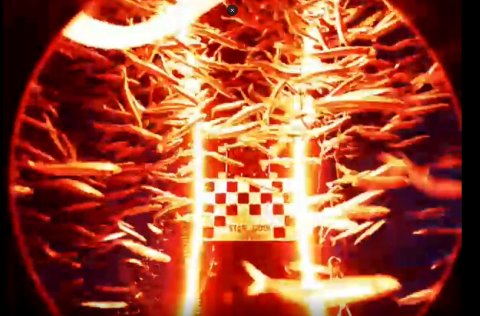 Screenshot of a video from the the FishScanner at work scanning capellin. See video below.