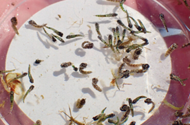 / Pupal skins floating at water surface