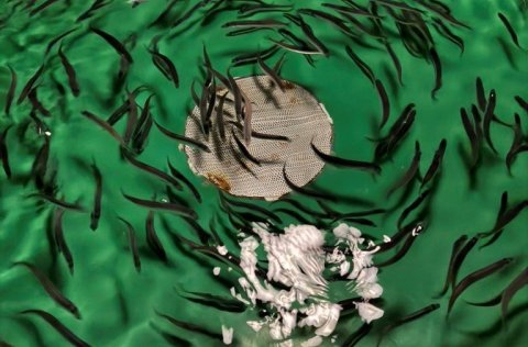 Capelin in a tank at the MFRI´s experimental aquaculture station Stadur at Grindavik, Iceland.