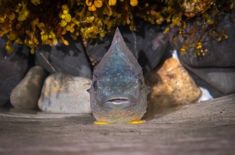 32% reduction in advice of lumpfish
