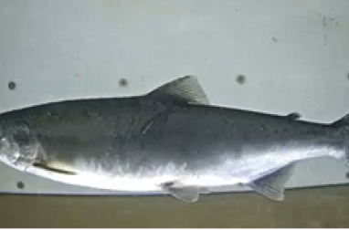 Hnúðlaxahrygna á göngu um teljara í Sjávarfossi í Langá 5. júlí  2025.