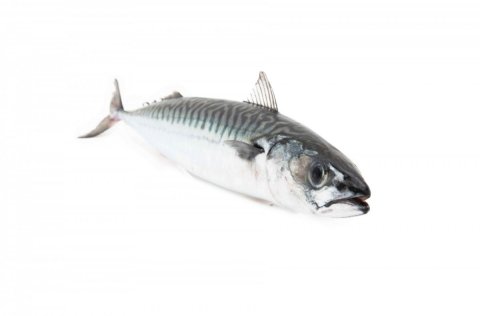 Makríll. 
Mynd: Svanhildur Egilsdóttir.