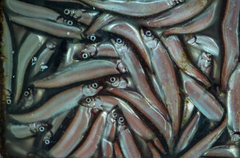 Capelin. 
Photo: Svanhildur Egilsdóttir.